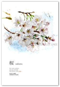 画像1: 桜 